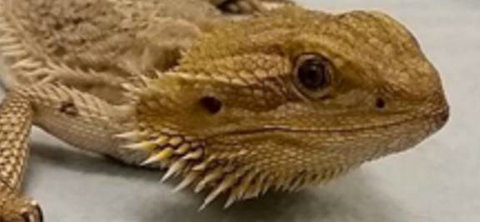 Dr Paul McGeown - Vets Adelaide 2