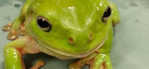 Dr Paul McGeown - Vets Adelaide 3