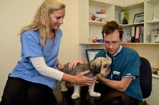 Wilding Robert Dr - Vets Adelaide 1
