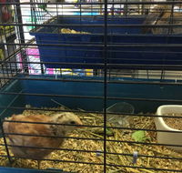 Pets R Us Raymond Terrace - Vets Adelaide