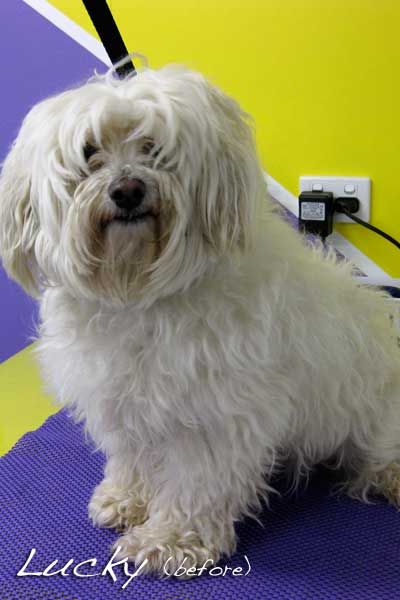 Soapy Pause For Dogs - Vets Adelaide 2