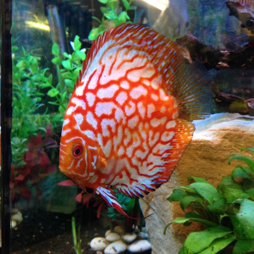 Te Kowai QLD Vets Adelaide