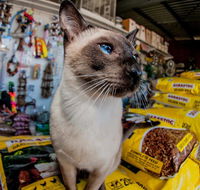 Whitsunday Better Pets - Vets Adelaide