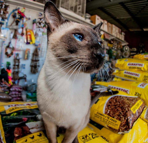 Whitsunday Better Pets - Vets Adelaide 0