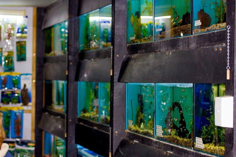 Whitsunday Better Pets - Vets Adelaide 1