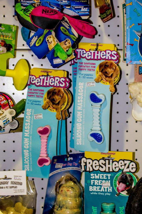 Whitsunday Better Pets - Vets Adelaide 4