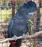 Pets ‘R’ Us - Vets Adelaide 1
