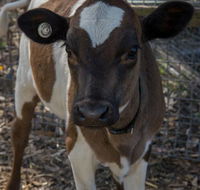 Radleys Farm Pet  Garden Supplies - Vets Adelaide