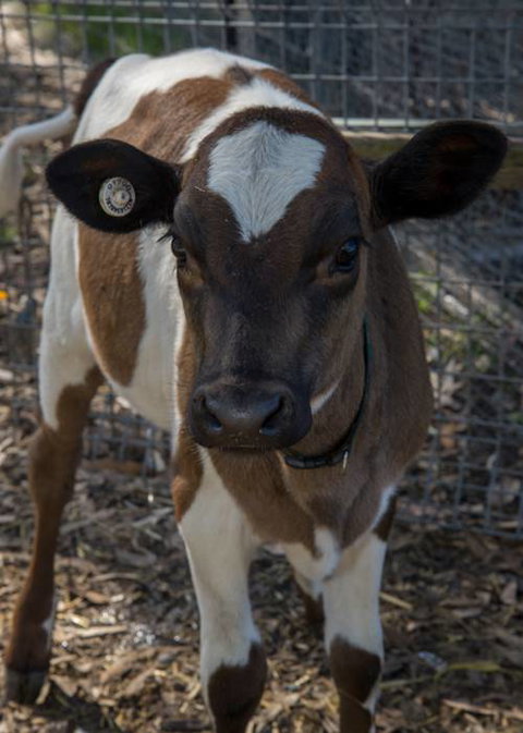 Radley’s Pet & Aquarium - Vets Adelaide 0