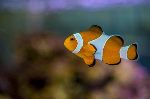 Radley’s Pet & Aquarium - Vets Adelaide 1