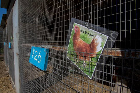 Radley’s Pet & Aquarium - Vets Adelaide 2