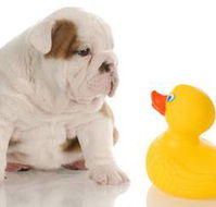 Margarets Dog Coats and Accessories - Vets Adelaide