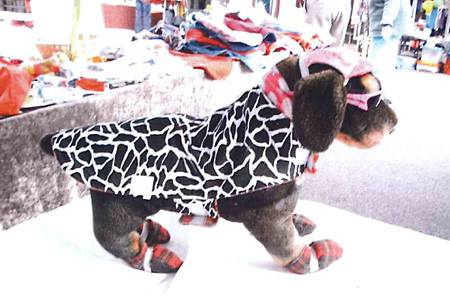 Margarets Dog Coats And Accessories - Vets Adelaide 1