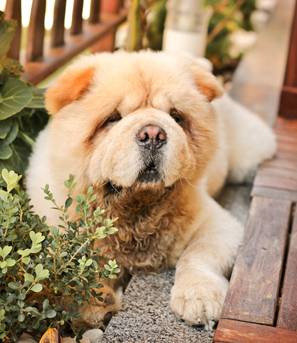 Margarets Dog Coats And Accessories - Vets Adelaide 2