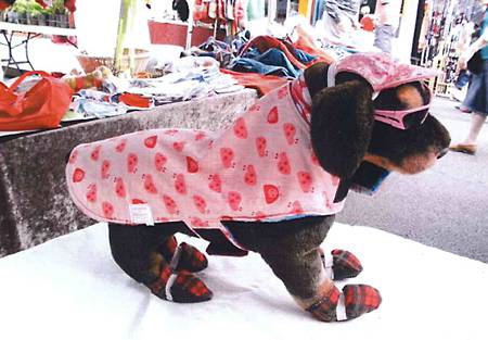 Margarets Dog Coats And Accessories - Vets Adelaide 3