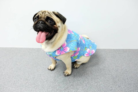 Margarets Dog Coats And Accessories - Vets Adelaide 4